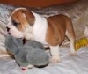 English bull dog puppies